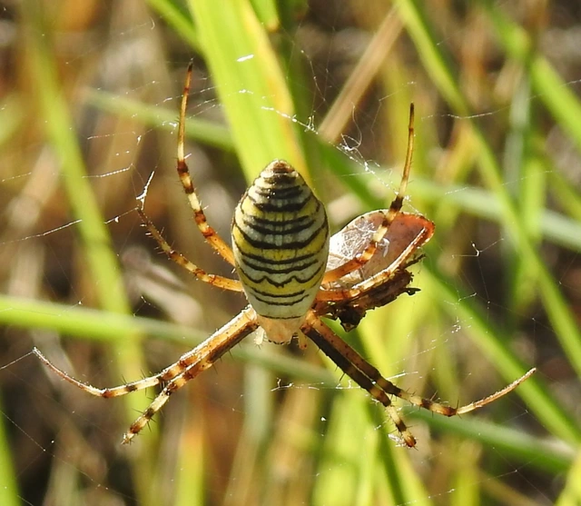 Argiope bruennichi - darázspók