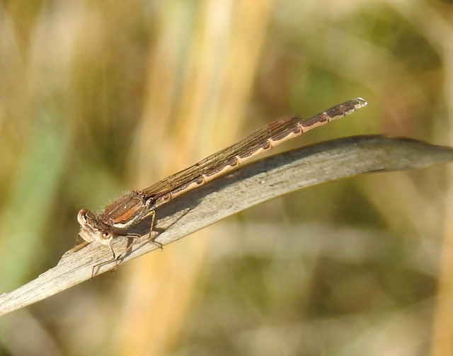 Sympecma fusca - téli rablószitakötő
