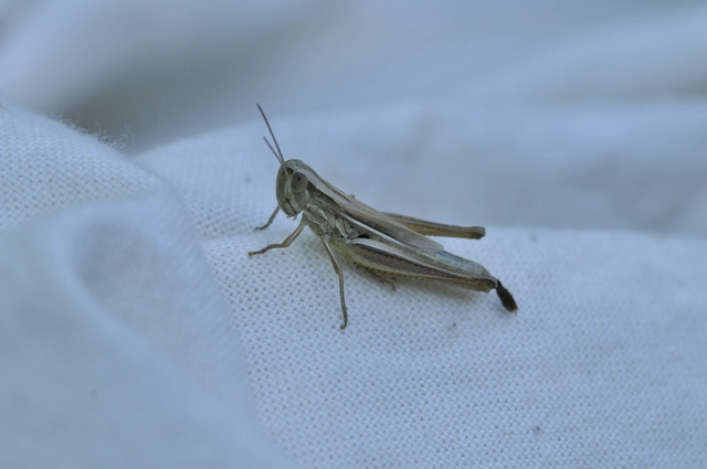 Euchorthippus
