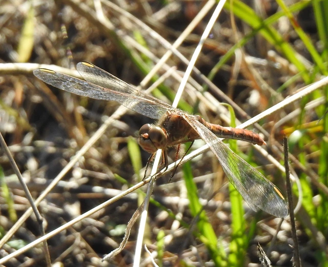 Sympetrum meridionale - fakó katona-szitakötő
