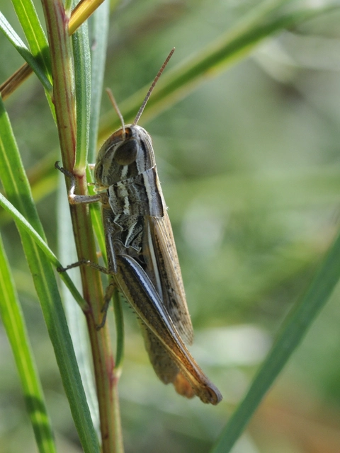 Euchorthippus declivus - rövidszárnyú rétisáska
