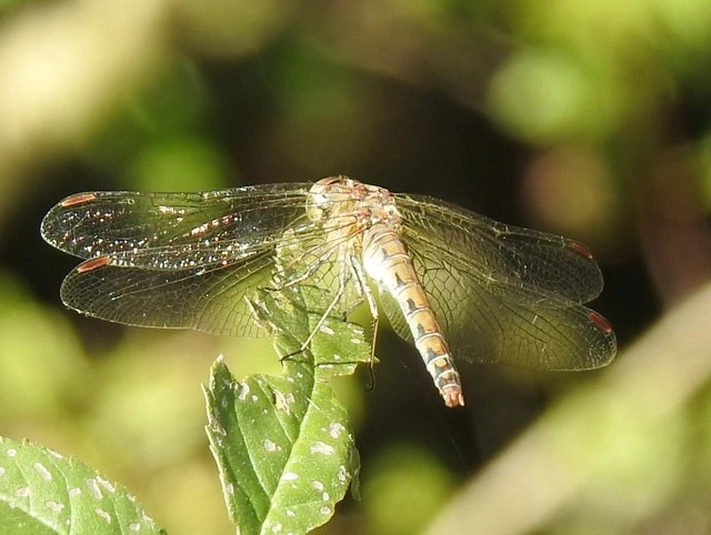 Sympetrum striolatum - harántsávos katona-szitakötő