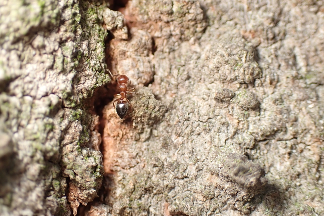 Crematogaster schmidti - vörös szívhangya