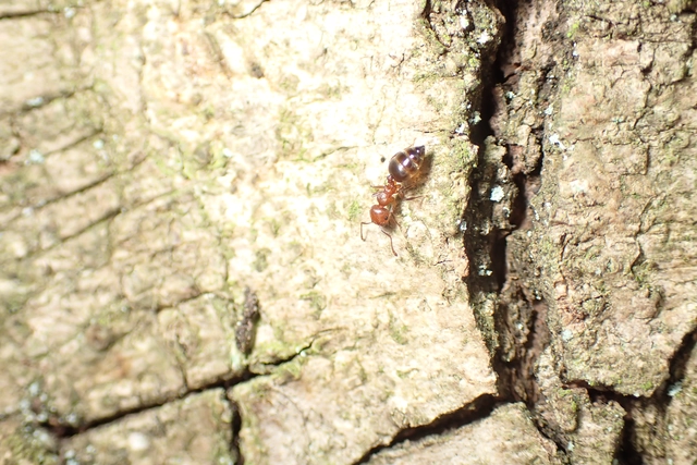 Crematogaster schmidti - vörös szívhangya