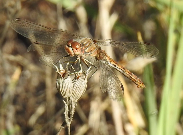 Sympetrum vulgatum - barkós katona-szitakötő