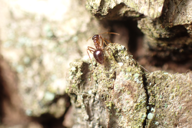 Prenolepis nitens - ragyogóhangya