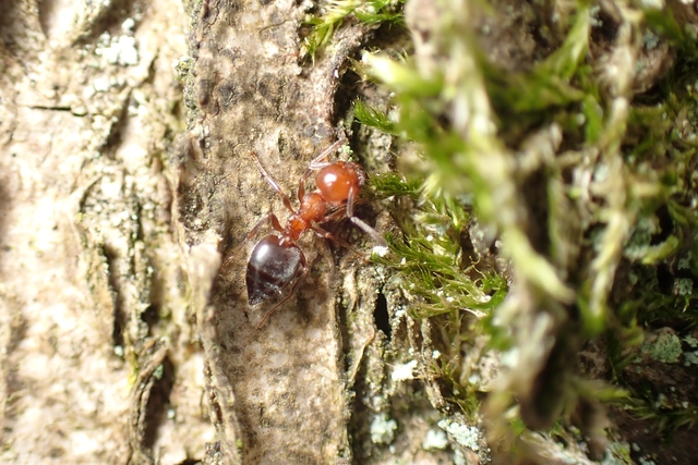 Crematogaster schmidti - vörös szívhangya