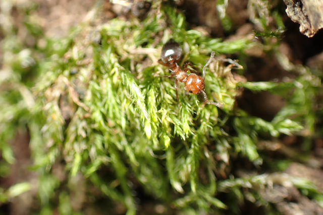 Crematogaster schmidti - vörös szívhangya