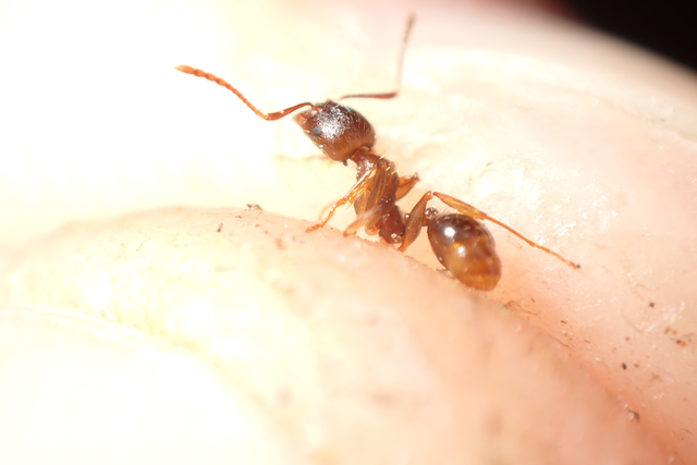 Aphaenogaster subterranea - vörös karcsúhangya