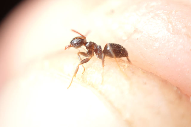 Lasius alienus - kövi feketehangya