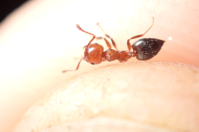 Crematogaster schmidti - vörös szívhangya