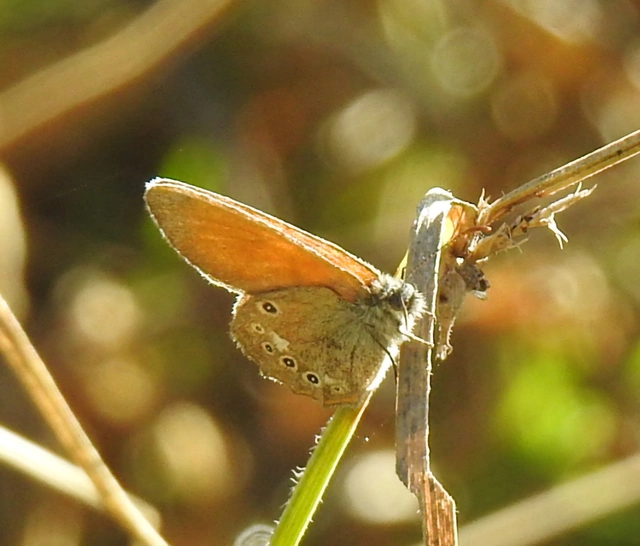 Coenonympha glycerion - közönséges szénalepke