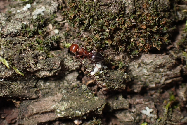 Crematogaster schmidti - vörös szívhangya