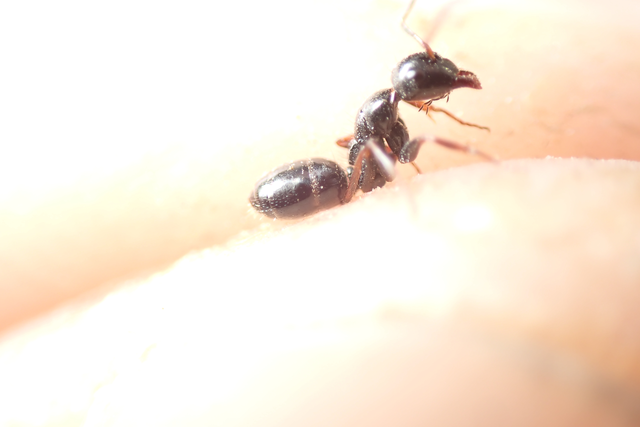 Camponotus piceus - szurkos lóhangya