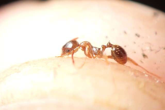 Aphaenogaster subterranea - vörös karcsúhangya