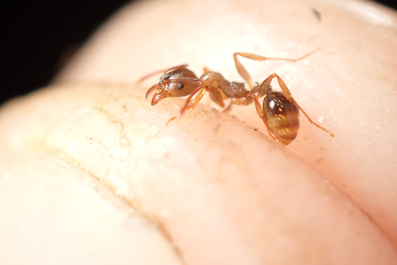 Aphaenogaster subterranea - vörös karcsúhangya