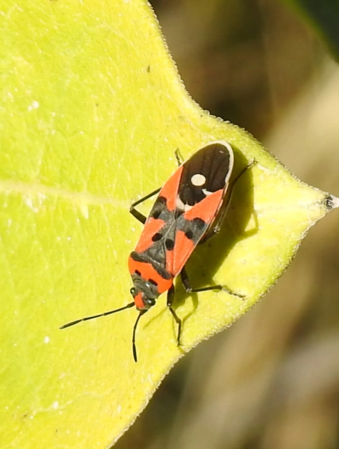 Lygaeus equestris/simulans