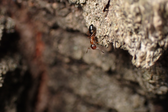 Colobopsis truncata - kapushangya