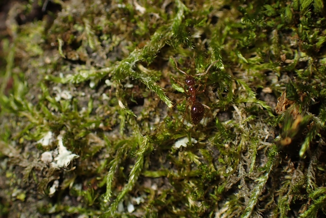 Prenolepis nitens - ragyogóhangya
