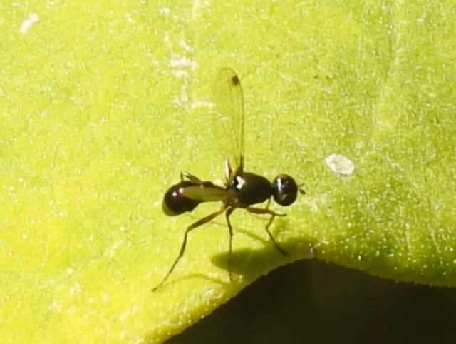Sepsidae - billegetőlégyfélék