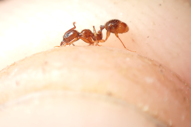 Aphaenogaster subterranea - vörös karcsúhangya