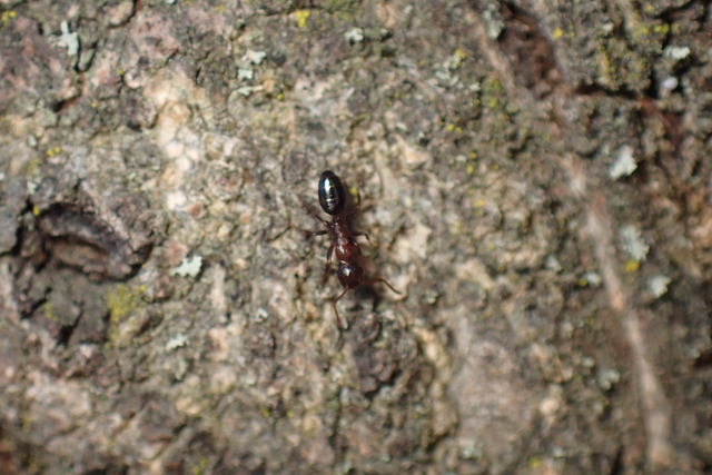 Colobopsis truncata - kapushangya