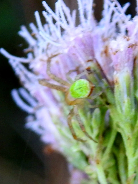 Ebrechtella tricuspidata - alakoskodó karolópók