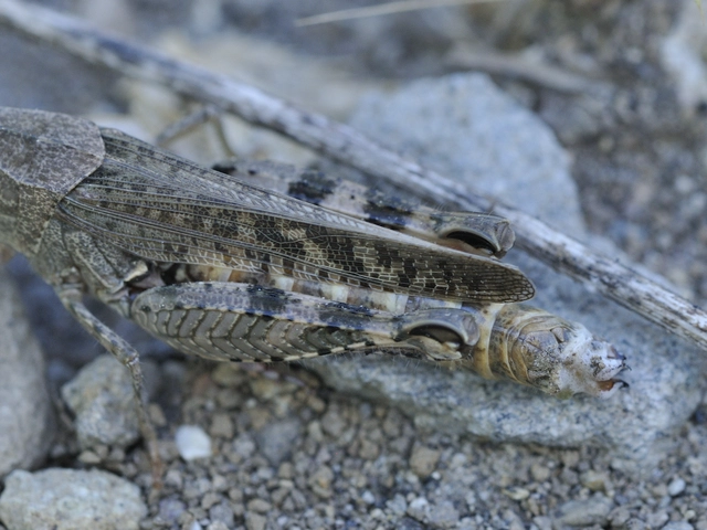Calliptamus italicus - olaszsáska