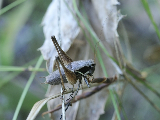 Pholidoptera fallax - galléros avarszöcske