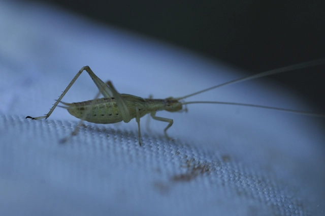 Oecanthus pellucens - pirregőtücsök