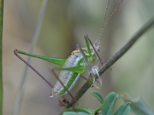 Leptophyes albovittata - közönséges virágszöcske