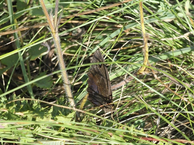 Minois dryas - fekete szemeslepke