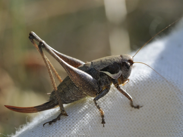 Pholidoptera fallax - galléros avarszöcske