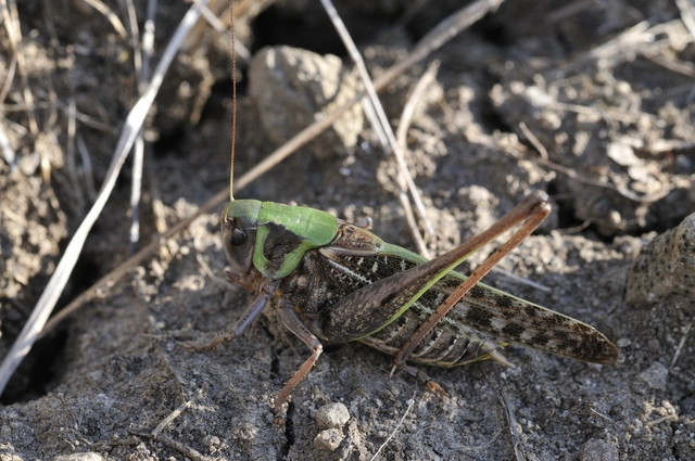 Decticus verrucivorus - szemölcsevő szöcske