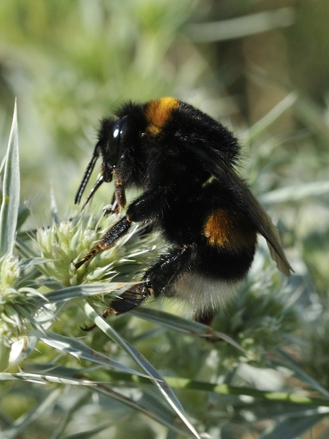 Bombus - poszméhek