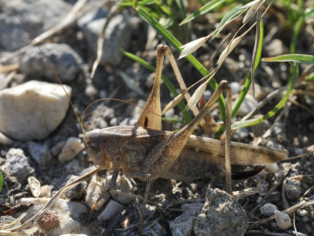 Platycleis
