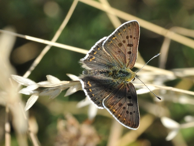 Lycaena tityrus - barna tűzlepke
