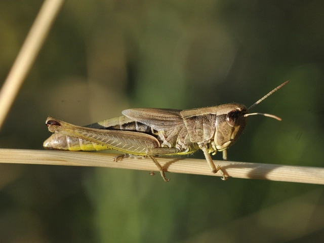 Pseudochorthippus parallelus - közönséges rétisáska