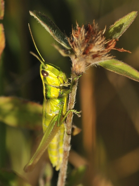 Euthystira brachyptera - smaragdzöld sáska