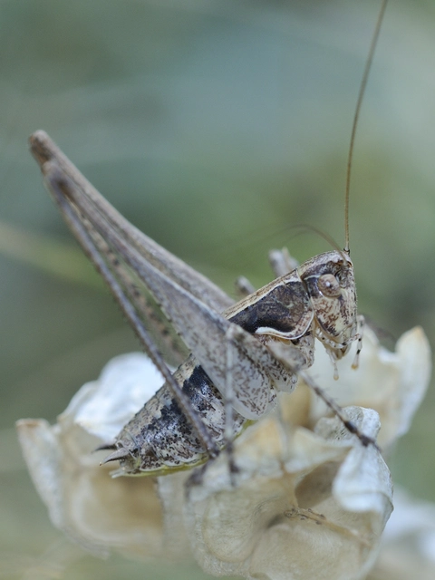 Rhacocleis germanica - német szöcske