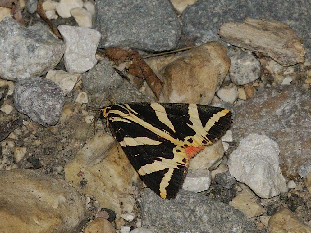 csíkos medvelepke - Euplagia quadripunctaria