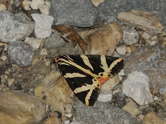 Euplagia quadripunctaria - csíkos medvelepke