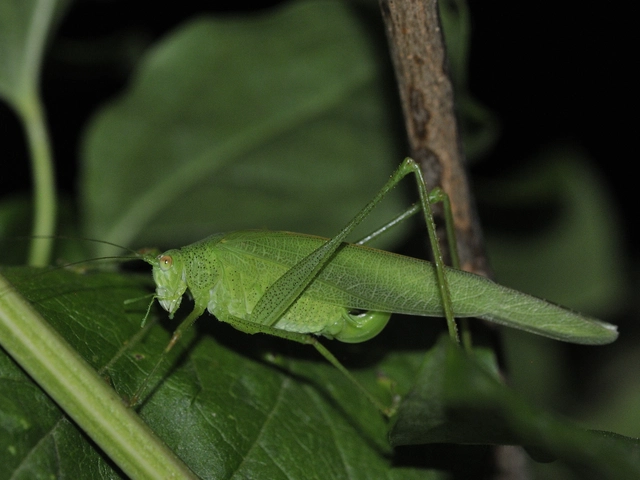 Phaneroptera nana - pontozott repülőszöcske