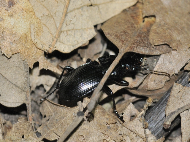 Abax parallelepipedus - félbordás szélesfutó