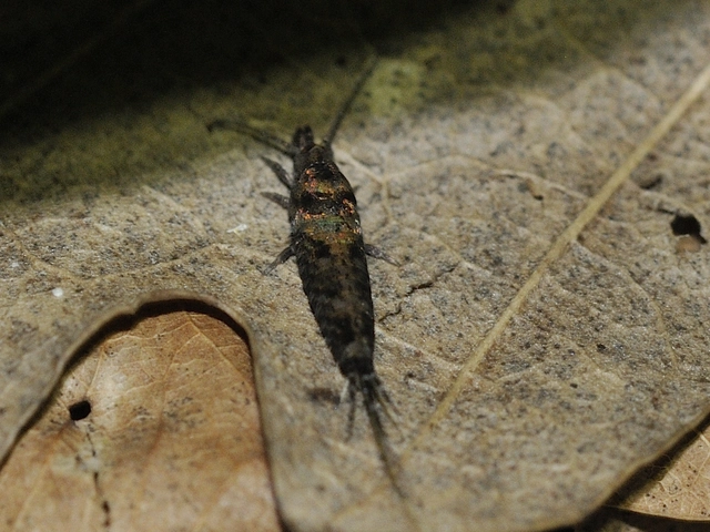 Archaeognatha - Ugróősrovarok