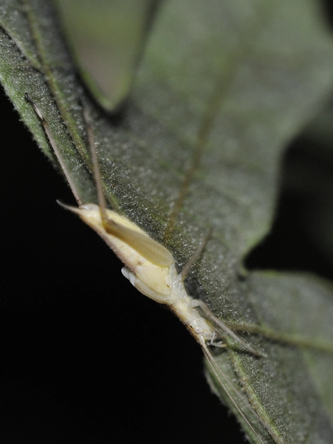 Oecanthus pellucens - pirregőtücsök