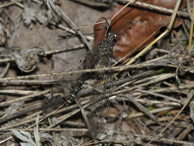 Distoleon tetragrammicus - négyfoltos hangyaleső