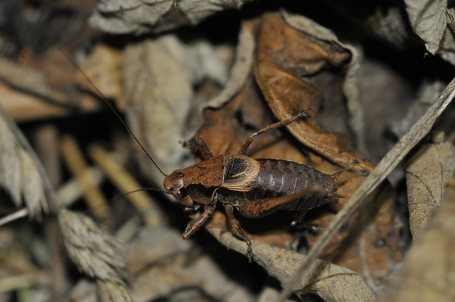 Pholidoptera griseoaptera - szürke avarszöcske