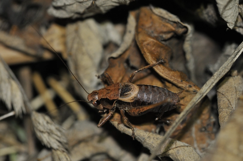Pholidoptera griseoaptera - szürke avarszöcske