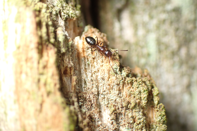 Colobopsis truncata - kapushangya